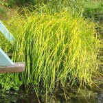 Bowles' Golden Sedge (Carex elata 'Aurea') Plant - Grass-like Plants