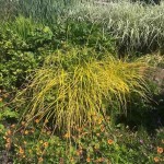 Bowles' Golden Sedge (Carex elata 'Aurea') Plant - Grass-like Plants