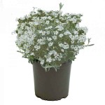 Κεράστιο ή Κεράστιουμ (Cerastium tomentosum) Φυτό - Ανθοφόρες Πολυετείς Πόες