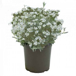 Κεράστιο ή Κεράστιουμ (Cerastium tomentosum) Φυτό - Ανθοφόρες Πολυετείς Πόες