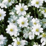 Κεράστιο ή Κεράστιουμ (Cerastium tomentosum) Φυτό - Ανθοφόρες Πολυετείς Πόες