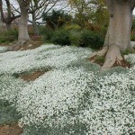 Κεράστιο ή Κεράστιουμ (Cerastium tomentosum) Φυτό - Ανθοφόρες Πολυετείς Πόες