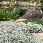 Κεράστιο ή Κεράστιουμ (Cerastium tomentosum) Φυτό - Ανθοφόρες Πολυετείς Πόες