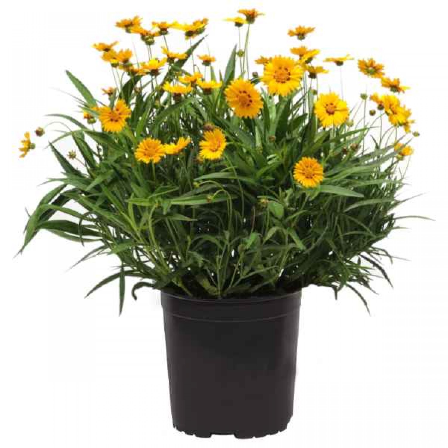 Κορέοψη ή Κορέοψις (Coreopsis grandiflora-Κορέοψις η μεγανθής) Φυτό - Πολυετή Ανθοφόρα Φυτά
