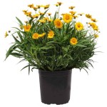 Κορέοψη ή Κορέοψις (Coreopsis grandiflora-Κορέοψις η μεγανθής) Φυτό - Πολυετή Ανθοφόρα Φυτά