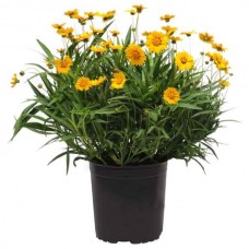 Κορέοψη ή Κορέοψις (Coreopsis grandiflora-Κορέοψις η μεγανθής) Φυτό - Πολυετή Ανθοφόρα Φυτά