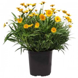 Κορέοψη ή Κορέοψις (Coreopsis grandiflora-Κορέοψις η μεγανθής) Φυτό - Πολυετή Ανθοφόρα Φυτά