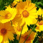 Κορέοψη ή Κορέοψις (Coreopsis grandiflora-Κορέοψις η μεγανθής) Φυτό - Πολυετή Ανθοφόρα Φυτά