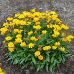 Κορέοψη ή Κορέοψις (Coreopsis grandiflora-Κορέοψις η μεγανθής) Φυτό - Πολυετή Ανθοφόρα Φυτά
