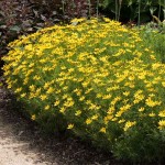 Κορέοψη ή Κορέοψις (Coreopsis grandiflora-Κορέοψις η μεγανθής) Φυτό - Πολυετή Ανθοφόρα Φυτά