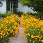 Κορέοψη ή Κορέοψις (Coreopsis grandiflora-Κορέοψις η μεγανθής) Φυτό - Πολυετή Ανθοφόρα Φυτά