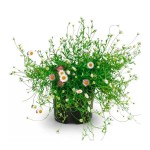 Ερίγερο ή Ερίγκερον (Erigeron karvinskianus) Φυτό - Καλοκαιρινά Λουλούδια & Ανθοφόρες Πόες