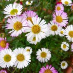 Ερίγερο ή Ερίγκερον (Erigeron karvinskianus) Φυτό - Καλοκαιρινά Λουλούδια & Ανθοφόρες Πόες