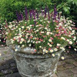 Ερίγερο ή Ερίγκερον (Erigeron karvinskianus) Φυτό - Καλοκαιρινά Λουλούδια & Ανθοφόρες Πόες