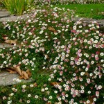 Ερίγερο ή Ερίγκερον (Erigeron karvinskianus) Φυτό - Καλοκαιρινά Λουλούδια & Ανθοφόρες Πόες