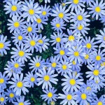 Φελίτσια ή Μπλε Μαργαρίτα (Felicia amelloides) Φυτό - Ανθοφόρες Πόες, Φυτά Φελίτσια ή Μπλε Μαργαρίτα (Felicia amelloides) - Πόα