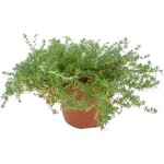 Φρανκένια (Frankenia laevis) Φυτό Παραλίας - Πολυετείς Πόες Παραθαλάσσιας Φύτευσης