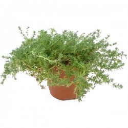Φρανκένια (Frankenia laevis) Φυτό Παραλίας - Πολυετείς Πόες Παραθαλάσσιας Φύτευσης