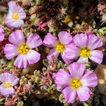 Φρανκένια (Frankenia laevis) Φυτό Παραλίας - Πολυετείς Πόες Παραθαλάσσιας Φύτευσης