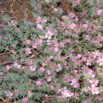 Φρανκένια (Frankenia laevis) Φυτό Παραλίας - Πολυετείς Πόες Παραθαλάσσιας Φύτευσης