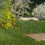 Φρανκένια (Frankenia laevis) Φυτό Παραλίας - Πολυετείς Πόες Παραθαλάσσιας Φύτευσης