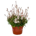 White Gaura (Oenothera lindheimeri-Gaura lindheimeri) White Gaura (Oenothera lindheimeri – syn. Gaura lindheimeri) - Rhizomatous Flowering Herbaceous Perennials