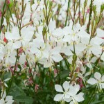 White Gaura (Oenothera lindheimeri-Gaura lindheimeri) White Gaura (Oenothera lindheimeri – syn. Gaura lindheimeri) - Rhizomatous Flowering Herbaceous Perennials