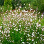 White Gaura (Oenothera lindheimeri-Gaura lindheimeri) White Gaura (Oenothera lindheimeri – syn. Gaura lindheimeri) - Rhizomatous Flowering Herbaceous Perennials