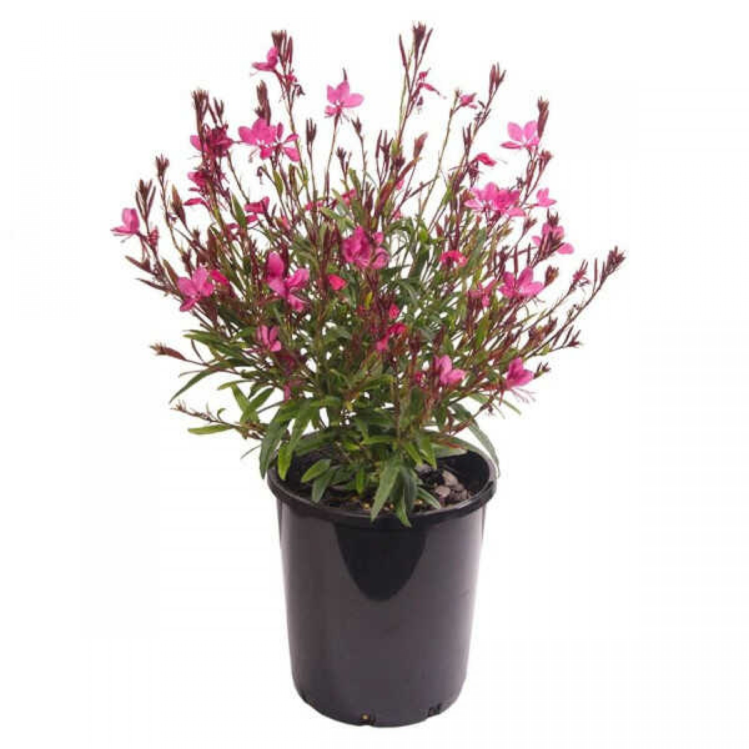 Ροζ Γκάουρα Siskiyou Pink (Gaura lindheimeri\) Φυτό Γκάουρα Ροζ Siskiyou Pink (Gaura lindheimeri ‘Siskiyou Pink’) Φυτό - Μεγάλης Διάρκειας Ανθοφορίας Πόες