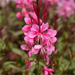 Ροζ Γκάουρα Siskiyou Pink (Gaura lindheimeri\) Φυτό Γκάουρα Ροζ Siskiyou Pink (Gaura lindheimeri ‘Siskiyou Pink’) Φυτό - Μεγάλης Διάρκειας Ανθοφορίας Πόες