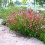 Ροζ Γκάουρα Siskiyou Pink (Gaura lindheimeri\) Φυτό Γκάουρα Ροζ Siskiyou Pink (Gaura lindheimeri ‘Siskiyou Pink’) Φυτό - Μεγάλης Διάρκειας Ανθοφορίας Πόες