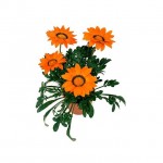 Γκαζάνια (Gazania rigens) Γκαζάνια (Gazania rigens)