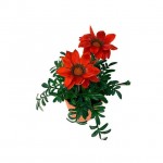 Γκαζάνια (Gazania rigens) Γκαζάνια (Gazania rigens)