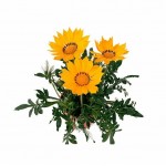 Γκαζάνια (Gazania rigens) Γκαζάνια (Gazania rigens)
