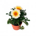 Γκαζάνια (Gazania rigens) Γκαζάνια (Gazania rigens)