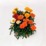 Γκαζάνια (Gazania rigens) Γκαζάνια (Gazania rigens)