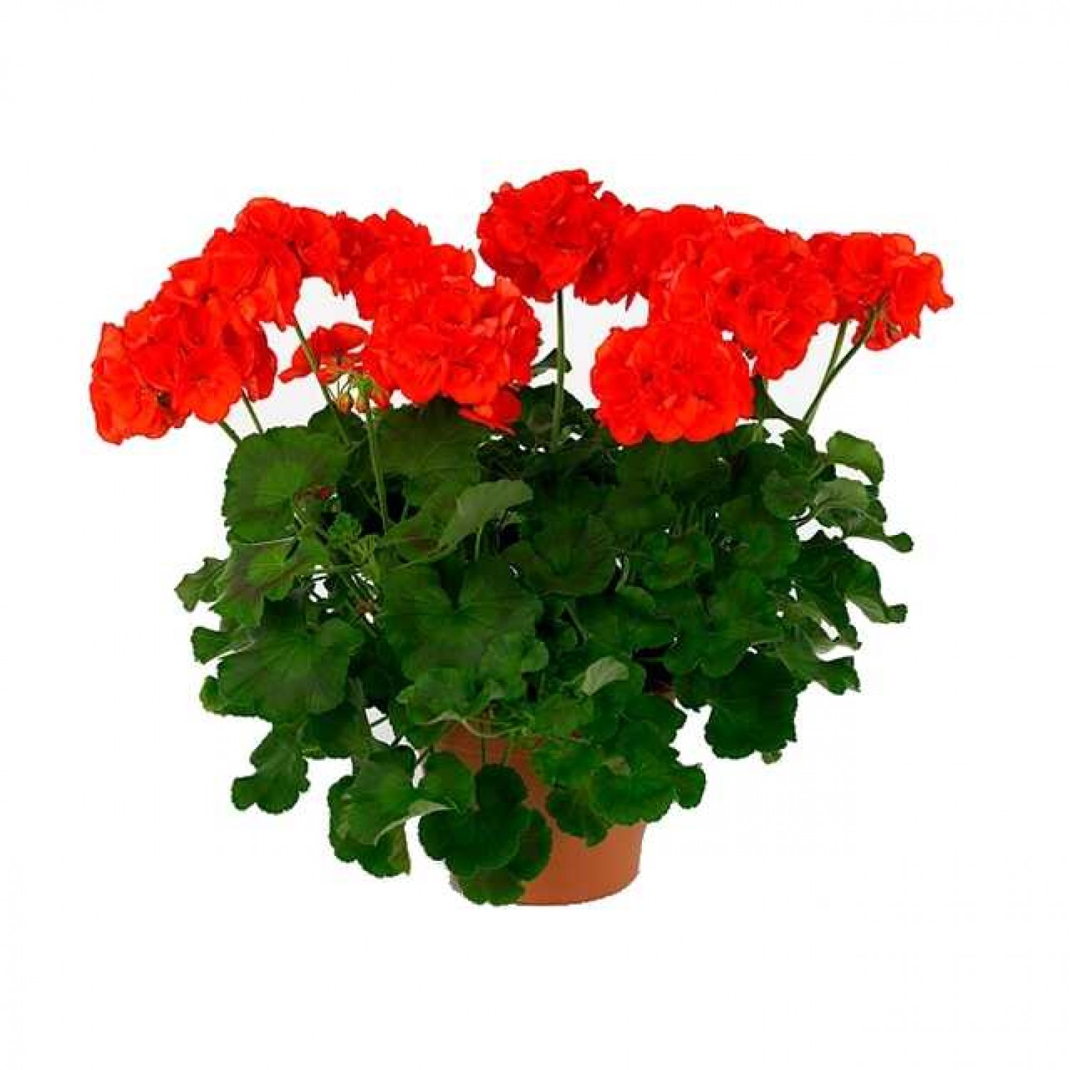 Γεράνι (Pelargonium zonale)