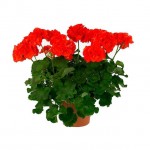 Γεράνι (Pelargonium zonale)