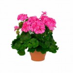 Γεράνι (Pelargonium zonale)