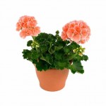 Γεράνι (Pelargonium zonale)