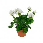 Γεράνι (Pelargonium zonale)