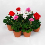 Γεράνι (Pelargonium zonale)