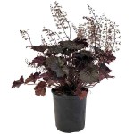 Blackout Coral Bells (Heuchera villosa 'Blackout') Plant - Ornamental Flowering Plants