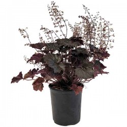 Εουχέρα Blackout (Heuchera villosa 'Blackout') Φυτό - Πολυετή Καλλωπιστικά Φυτά