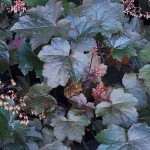 Blackout Coral Bells (Heuchera villosa 'Blackout') Plant - Ornamental Flowering Plants