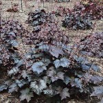 Blackout Coral Bells (Heuchera villosa 'Blackout') Plant - Ornamental Flowering Plants