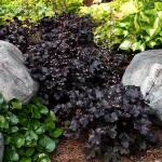 Blackout Coral Bells (Heuchera villosa 'Blackout') Plant - Ornamental Flowering Plants