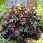 Blackout Coral Bells (Heuchera villosa 'Blackout') Plant - Ornamental Flowering Plants