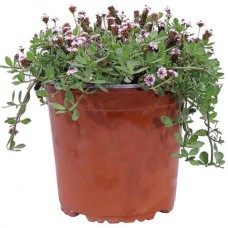 Λίππια Έρπουσα (Phyla nodiflora-συν. Lippia nodiflora) Φυτό - Πολυετή Καλλωπιστικά Φυτά