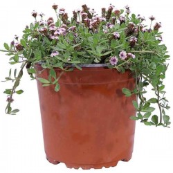 Λίππια Έρπουσα (Phyla nodiflora-συν. Lippia nodiflora) Φυτό - Πολυετή Καλλωπιστικά Φυτά